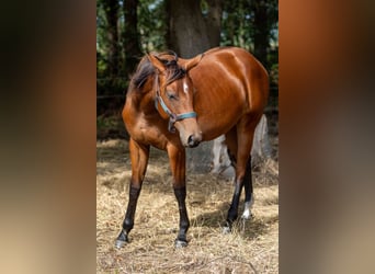 American Quarter Horse, Merrie, 1 Jaar, 160 cm, Bruin