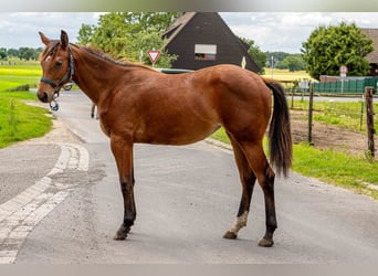 American Quarter Horse, Merrie, 1 Jaar, 160 cm, Bruin