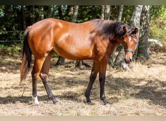 American Quarter Horse, Merrie, 1 Jaar, 160 cm, Bruin