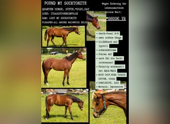 American Quarter Horse, Merrie, 1 Jaar, 160 cm, Bruin