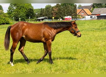 American Quarter Horse, Merrie, 1 Jaar, 160 cm, Bruin
