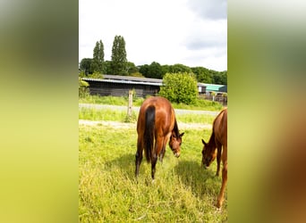 American Quarter Horse, Merrie, 1 Jaar, 160 cm, Bruin