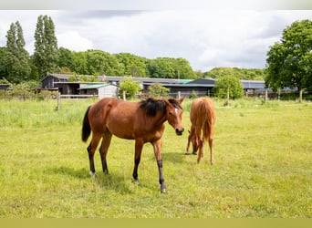 American Quarter Horse, Merrie, 1 Jaar, 160 cm, Bruin