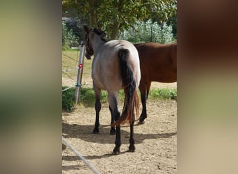 American Quarter Horse, Merrie, 1 Jaar, 160 cm, Roan-Bay
