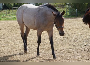 American Quarter Horse, Merrie, 1 Jaar, 160 cm, Roan-Bay