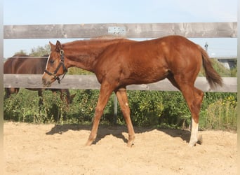 American Quarter Horse, Merrie, 1 Jaar, 160 cm, Vos