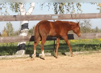 American Quarter Horse, Merrie, 1 Jaar, 160 cm, Vos