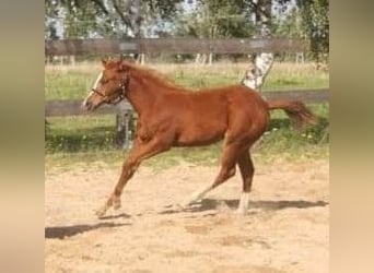 American Quarter Horse, Merrie, 1 Jaar, 160 cm, Vos