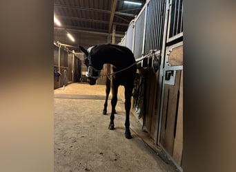 American Quarter Horse, Merrie, 1 Jaar, 162 cm, Bruin