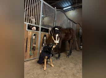 American Quarter Horse, Merrie, 1 Jaar, 162 cm, Bruin