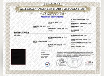 American Quarter Horse, Merrie, 1 Jaar, 164 cm, Vos