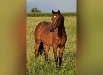 American Quarter Horse, Merrie, 1 Jaar, Brauner