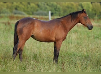 American Quarter Horse, Merrie, 1 Jaar, Brauner
