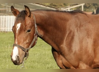 American Quarter Horse, Merrie, 1 Jaar, Bruin