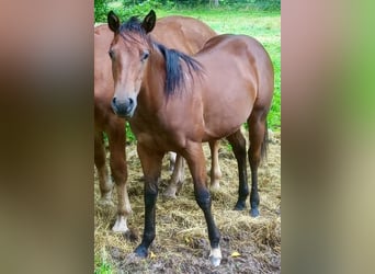 American Quarter Horse, Merrie, 1 Jaar, Bruin