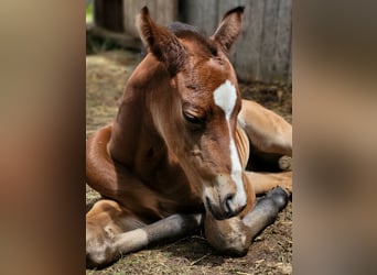 American Quarter Horse, Merrie, 1 Jaar, Bruin
