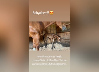 American Quarter Horse, Merrie, 1 Jaar, Bruin