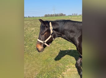 American Quarter Horse, Merrie, 1 Jaar, Bruin