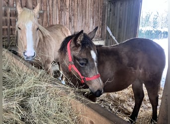American Quarter Horse, Merrie, 1 Jaar, Buckskin