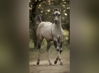 American Quarter Horse, Merrie, 1 Jaar, Buckskin