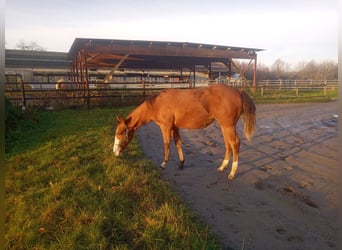 American Quarter Horse, Merrie, 1 Jaar, Donkerbruin
