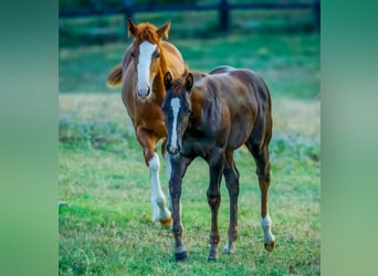 American Quarter Horse, Merrie, 1 Jaar, Donkerbruin