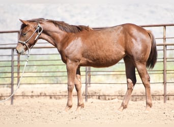 American Quarter Horse, Merrie, 1 Jaar, Donkere-vos