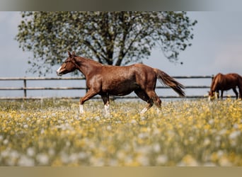 American Quarter Horse, Merrie, 1 Jaar, Donkere-vos