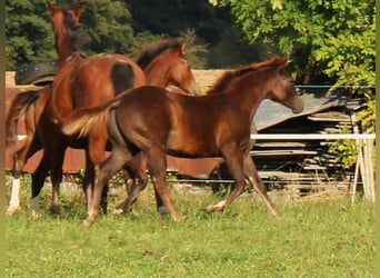 American Quarter Horse, Merrie, 1 Jaar, Donkere-vos