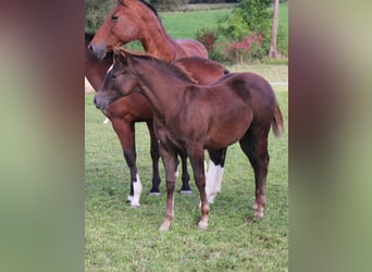 American Quarter Horse, Merrie, 1 Jaar, Donkere-vos