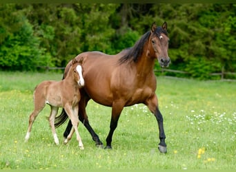 American Quarter Horse, Merrie, 1 Jaar, Donkere-vos