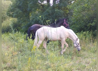 American Quarter Horse, Merrie, 1 Jaar, Palomino