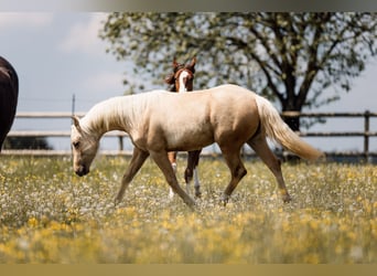 American Quarter Horse, Merrie, 1 Jaar, Palomino