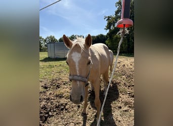 American Quarter Horse, Merrie, 1 Jaar, Palomino
