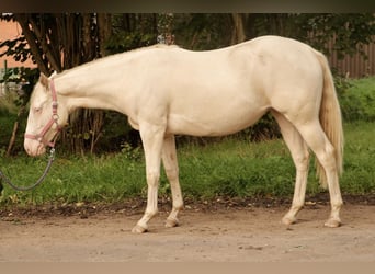 American Quarter Horse, Merrie, 1 Jaar, Perlino