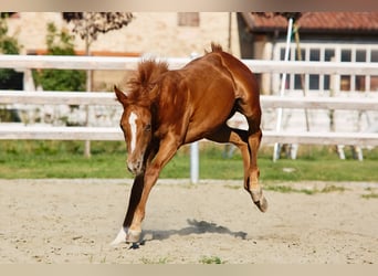 American Quarter Horse, Merrie, 1 Jaar