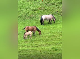 American Quarter Horse, Merrie, 1 Jaar, Roan-Bay