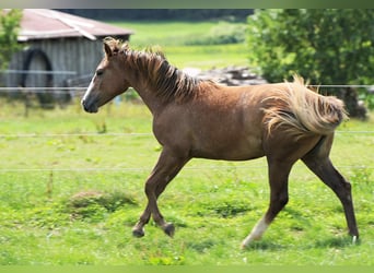American Quarter Horse, Merrie, 1 Jaar, Roan-Red