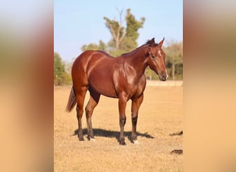 American Quarter Horse, Merrie, 1 Jaar, Roodbruin