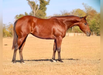 American Quarter Horse, Merrie, 1 Jaar, Roodbruin