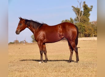 American Quarter Horse, Merrie, 1 Jaar, Roodbruin