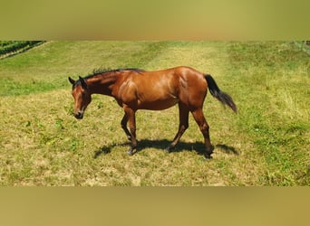 American Quarter Horse, Merrie, 1 Jaar, Roodbruin
