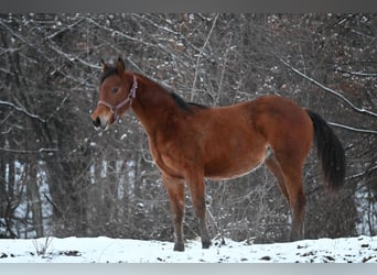 American Quarter Horse, Merrie, 1 Jaar, Roodbruin