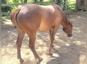 American Quarter Horse, Merrie, 1 Jaar, Vos