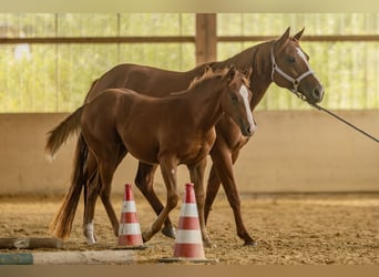 American Quarter Horse, Merrie, 1 Jaar, Vos