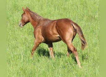 American Quarter Horse, Merrie, 1 Jaar, Vos