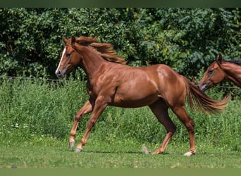 American Quarter Horse, Merrie, 1 Jaar, Vos