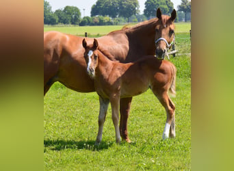 American Quarter Horse, Merrie, 1 Jaar, Vos
