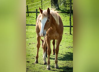 American Quarter Horse, Merrie, 1 Jaar, Vos