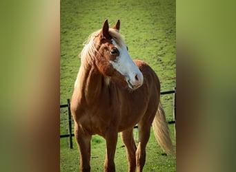 American Quarter Horse, Merrie, 1 Jaar, Vos